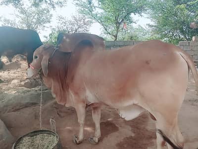 Sahiwal Bachry | Desi wachy | Bull | Qurbani 2026 | Bull For sale