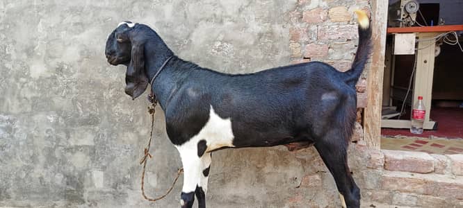 donda bakra