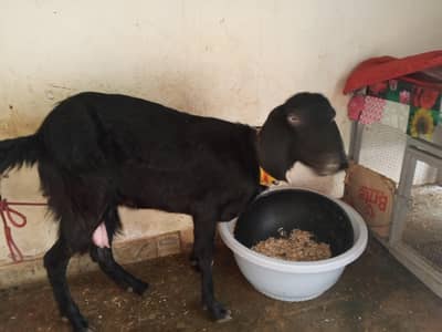goat for sell