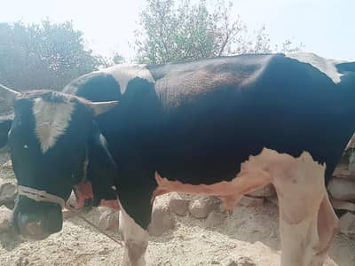 Sahiwal Bachry | Desi wachy | Bull | Qurbani 2026 | Bull For sale