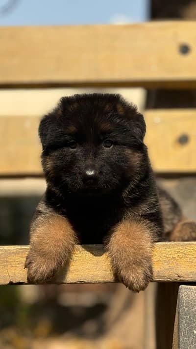German sherperd long coat black mask puppies
