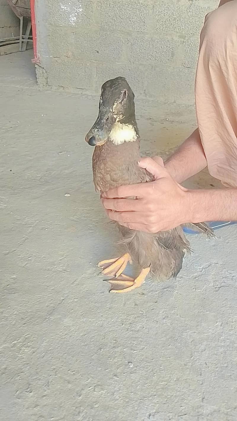 Ducks  0