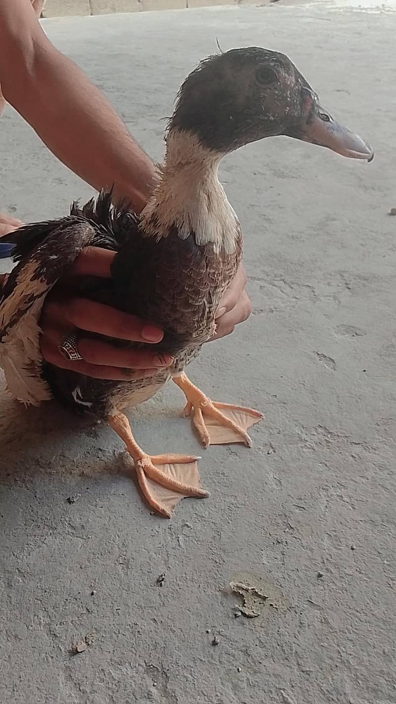 Ducks  1