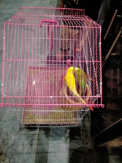 Australian parrot one pair for sale with cage