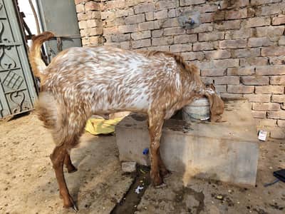 makha chenia for qurbNi for sale