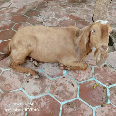 donda khobsoart bakra