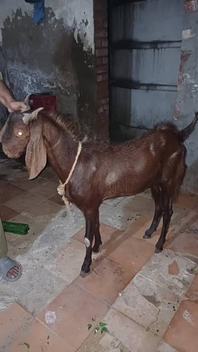 sindhi bakra chogga 4 daant