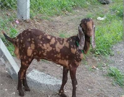 Bakra Qasai