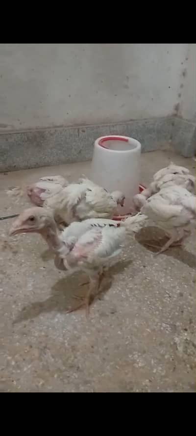 Heera Aseel Chicks Paper whiite