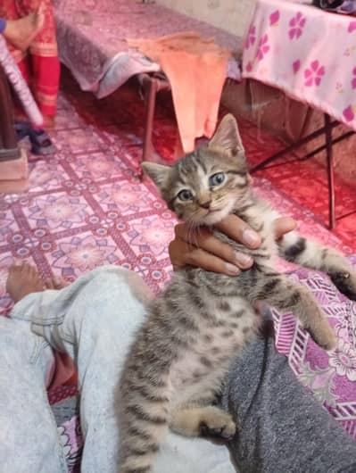 Persian cat