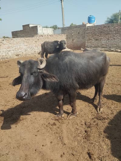 Khubsorat jhoti for sale, Qurbani kyliey Behtreen Moti tazi jhoti,