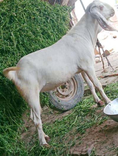 Qurbani