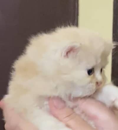 Beautiful White and Brown Persian kittens Available