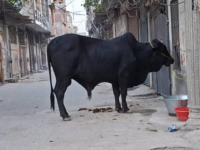 Qurbani Black Bull