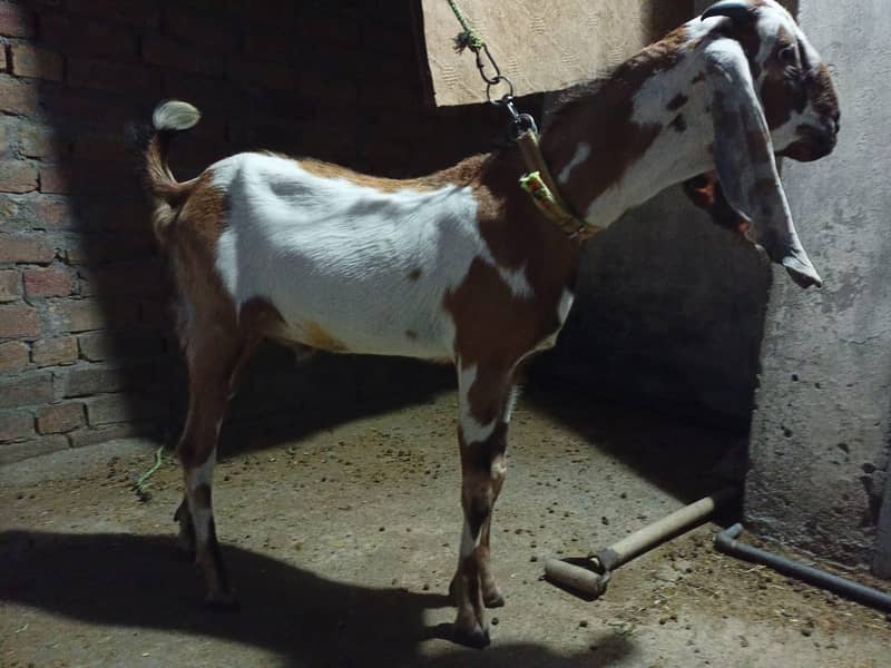 Donda Bakra 0