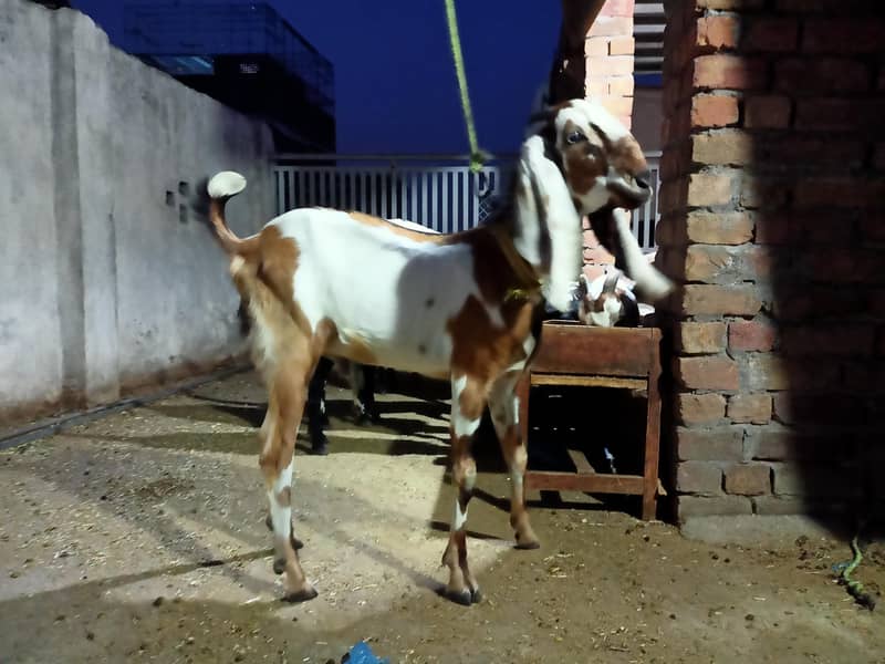 Donda Bakra 1