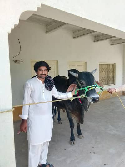 sell bull