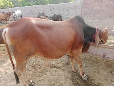 Red color Bull very fit for Qurbani