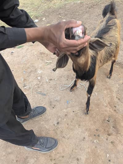 bakra for sale