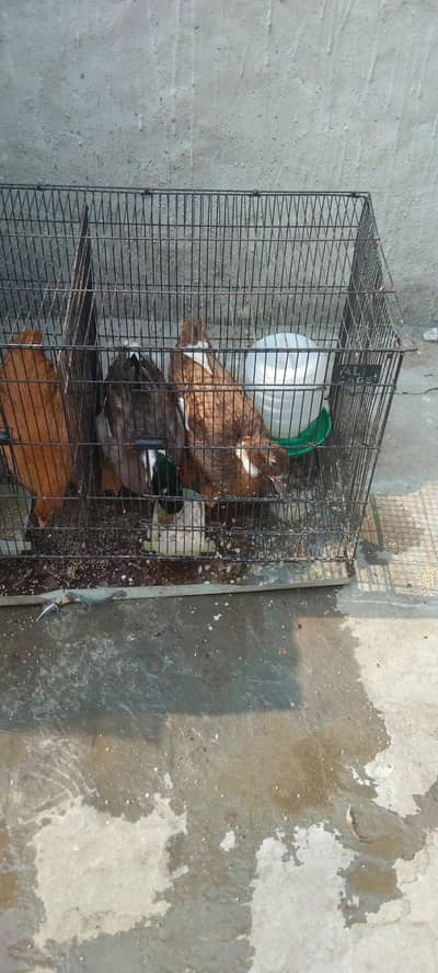 Healthy Breeding Pair of Ducks (Egg Laying)