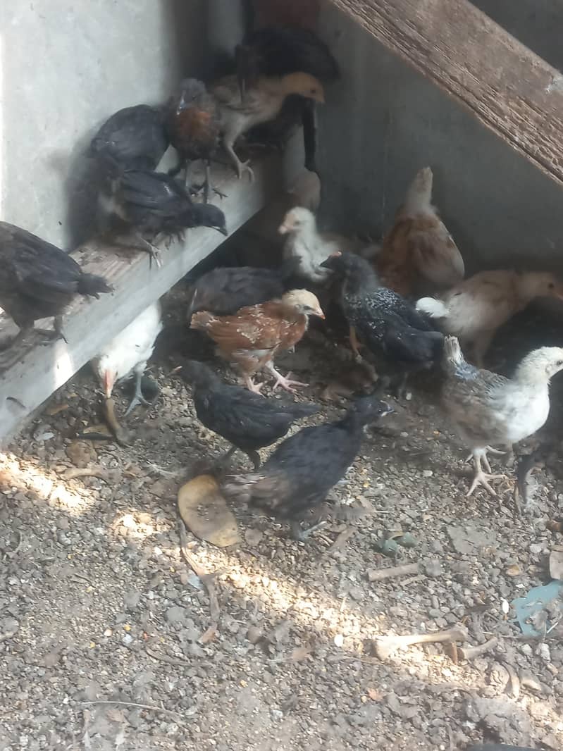 desi chicks 0