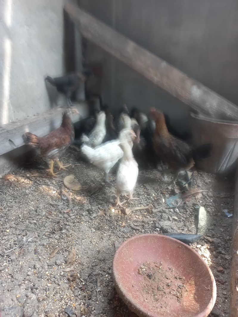 desi chicks 3