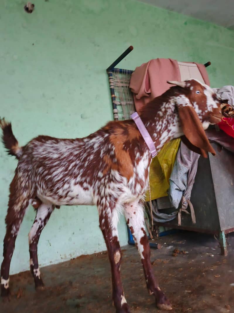 Bakra or chatra 0