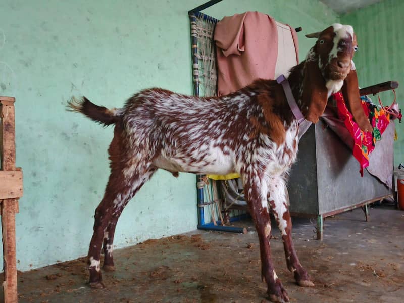 Bakra or chatra 1
