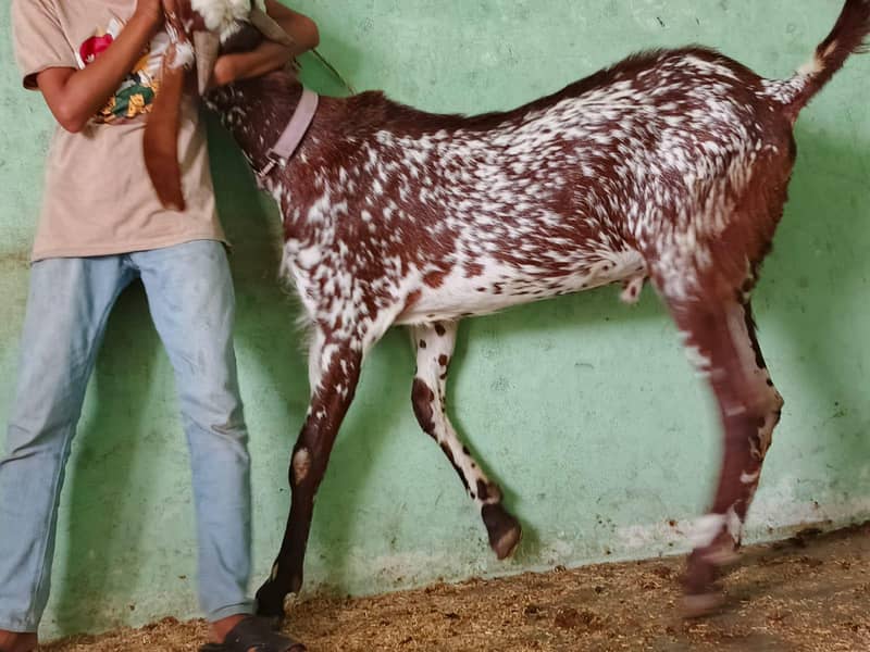 Bakra or chatra 2