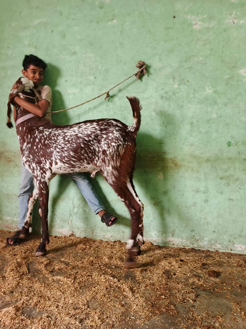 Bakra or chatra 3