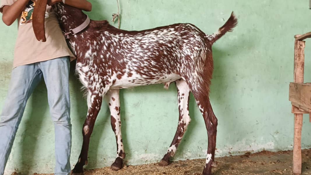 Bakra or chatra 4