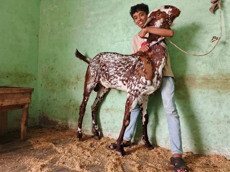 Bakra or chatra 5