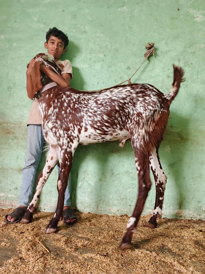 Bakra or chatra 6