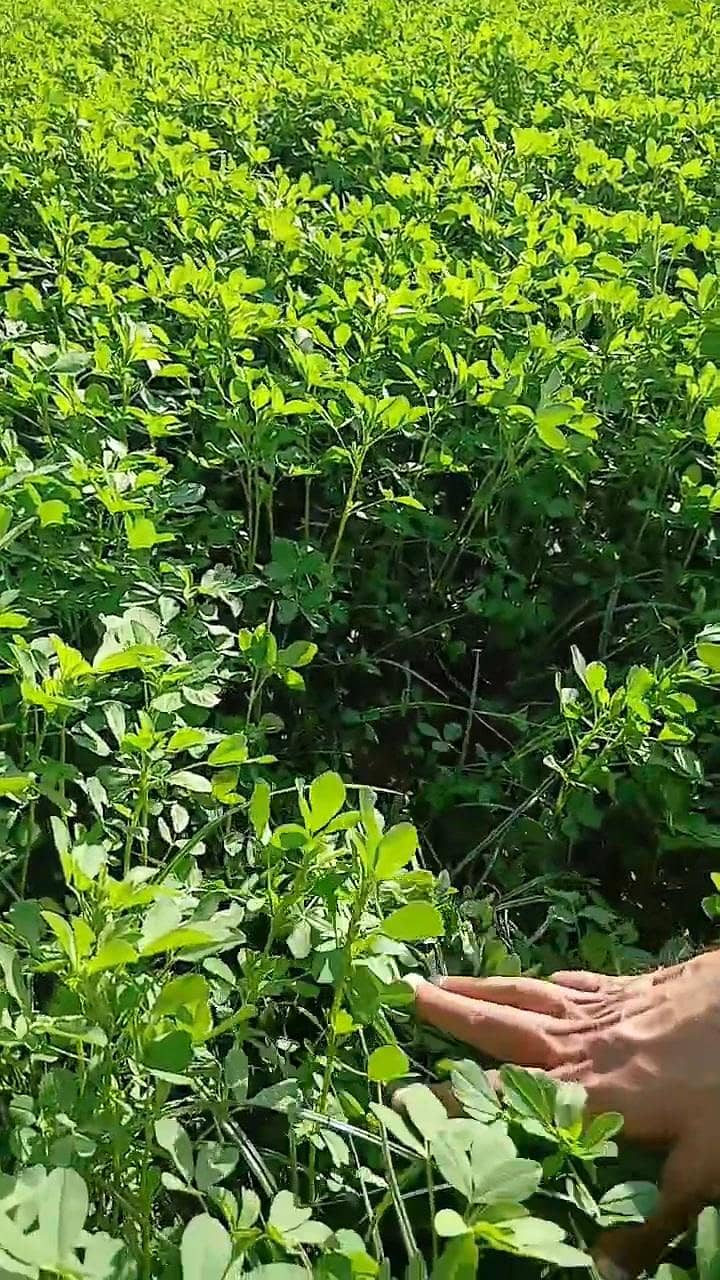 Lucerne/alfalfa / Gawara / peanut hay 0