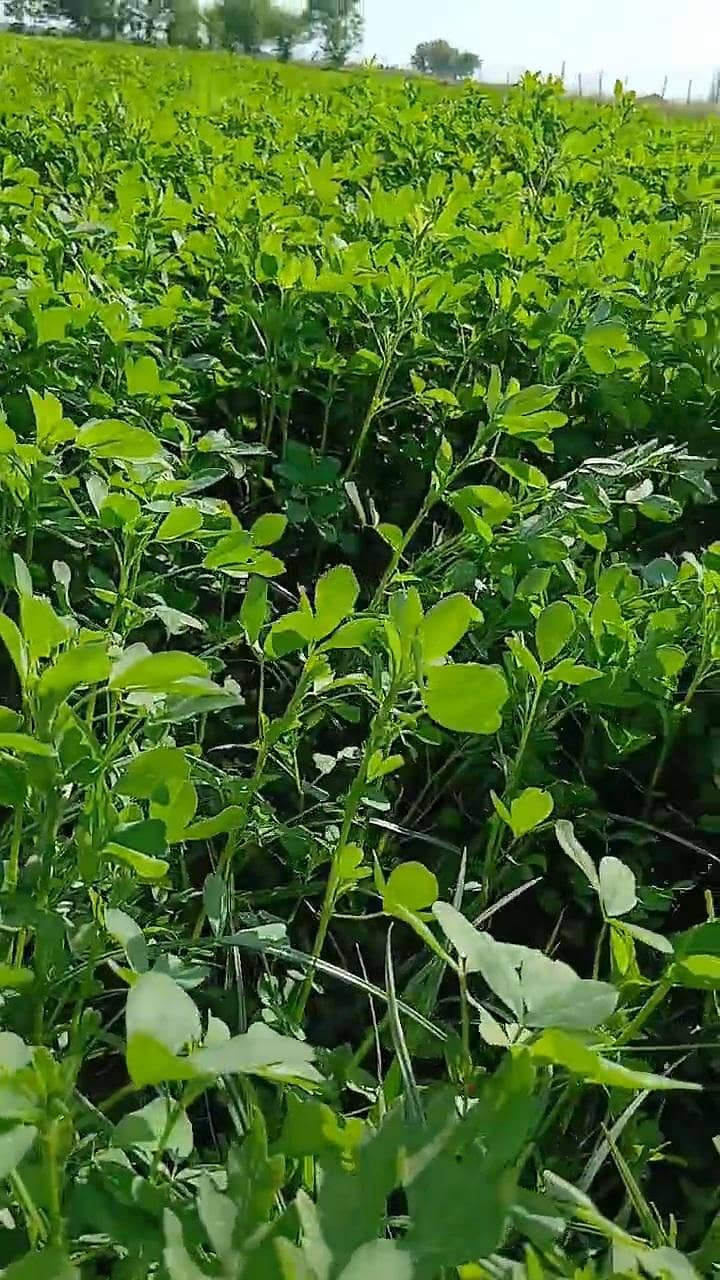 Lucerne/alfalfa / Gawara / peanut hay 1