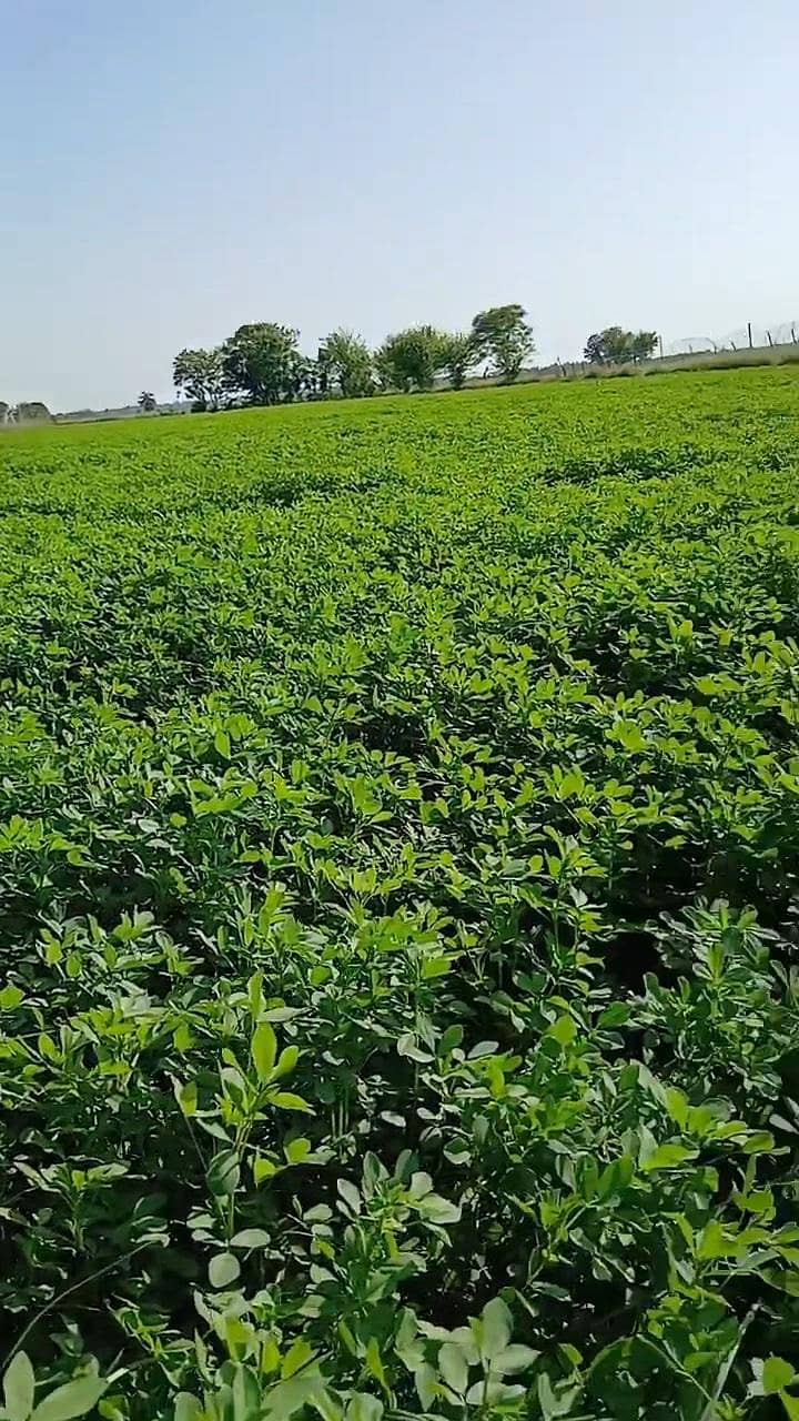 Lucerne/alfalfa / Gawara / peanut hay 2
