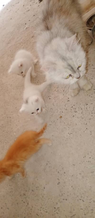 Persian kittens