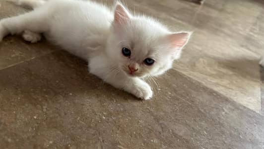 Persian cat for sale
