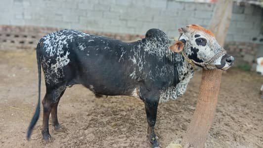 bull for sale