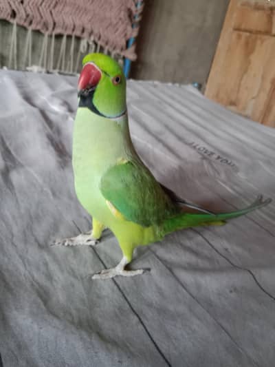 green ring nack
