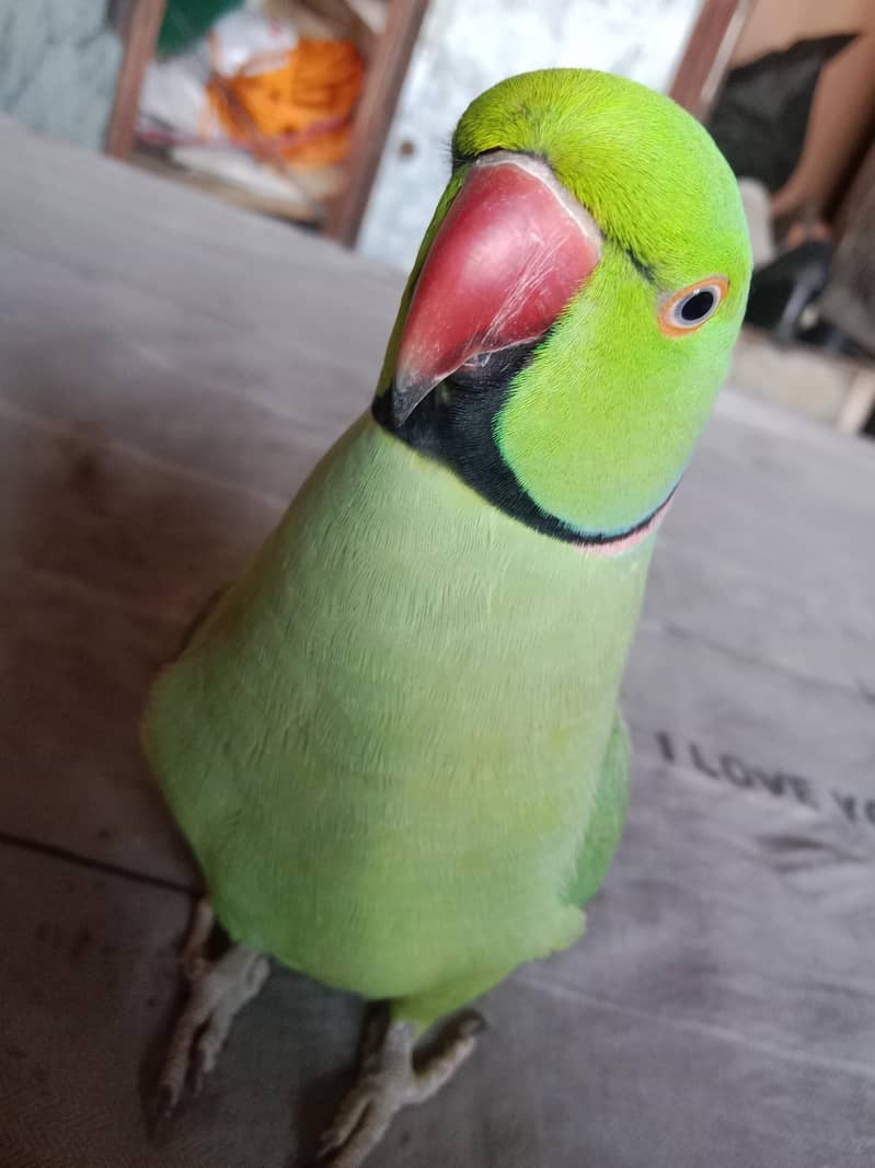 green ring nack 1