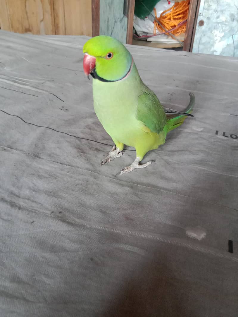 green ring nack 2
