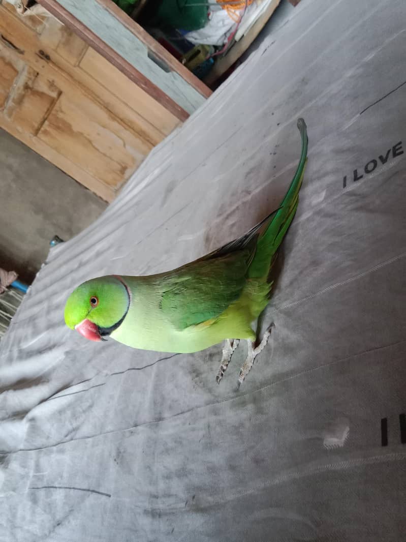 green ring nack 3