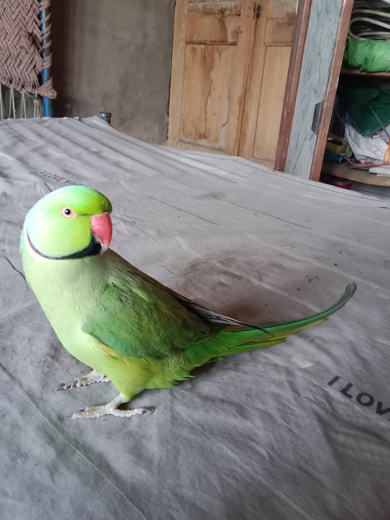 green ring nack 4
