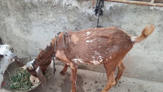 Bakra Healthy Desi For Sale | Qurbani 2026 | 1.5 Saal