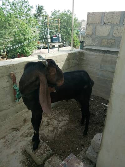 Bakra For Qurbani
