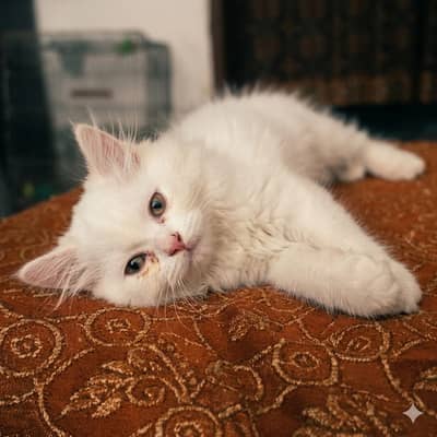 BEAUTIFUL; WHITE CAT WITH BLUE OR GREY EVEYS PRICE :6,000