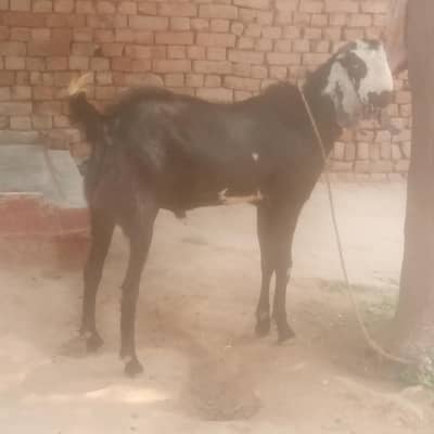 Qurbani wala bakra 
