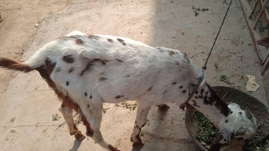 Healthy Desi Bakra For Sale | Qurbani 2026 | 1.5 Saal