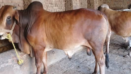 Qurbani 2026 all weights 4----10mun